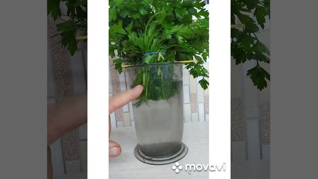 #shorts Как сохранить зелень свежей.