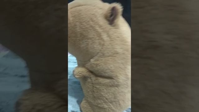 Капибара в спа! Первая часть