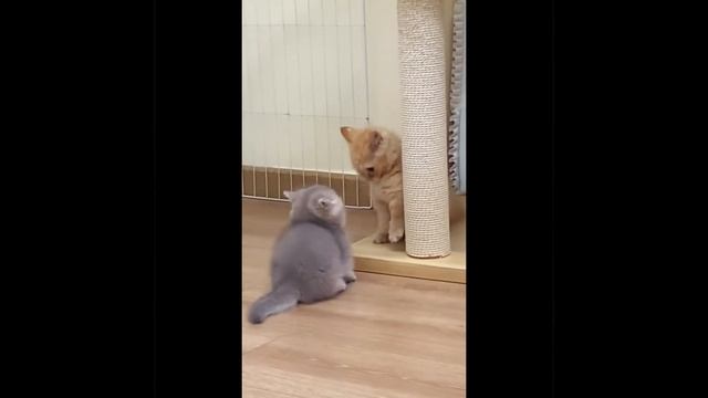 Великие бойцы