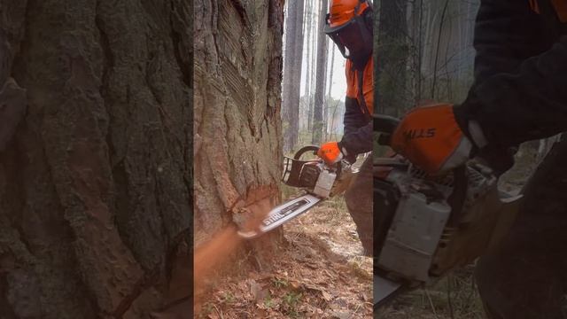 Валка большого дерева бензопилой STIHL