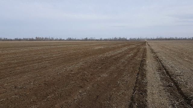 Крым см. качество сева! Сев кориандра 19.02.2016 г. после сантиметрового обледенения.