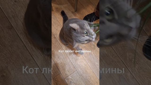 Кот набросился на траву