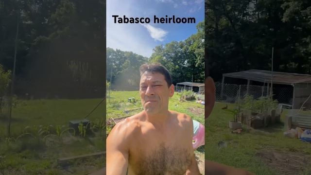 First Tabasco heirloom taste test . Hotter than I thought!🥵. #countryliving #pepper #spicy ￼