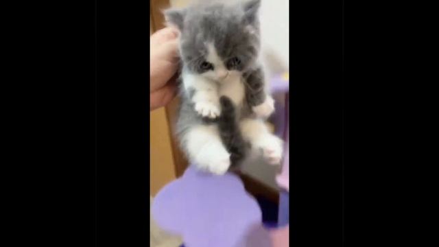 Пушистые комочки