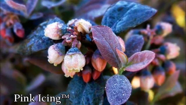 BrazelBerries® - Sustainably Grown by Overdevest Nurseries