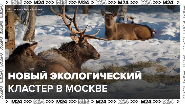 Парк "Лосиный остров" станет экологическим кластером Москвы - Москва 24
