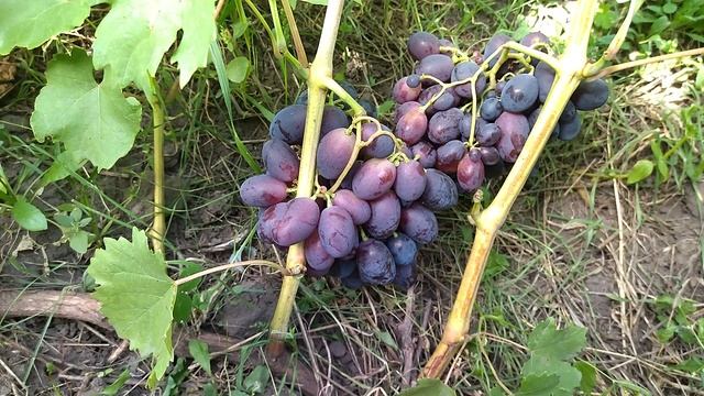 Гф Агата селекции Калугина В. М. с очень хрустящей ягодой.