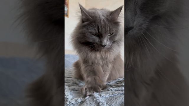 КОШКА СПАСЕТ ВАМ ЖИЗНЬ! #cats #мейнкун #сибирскаякошка #top #факты
