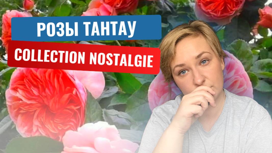 История селекционного дома Тантау. Розы коллекции nostalgie.
