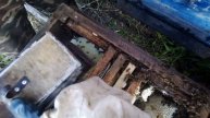 Пересаживаем пойманный в ловушку рой