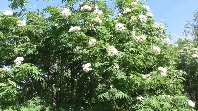 Ой, рябина кудрявая