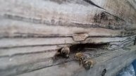 Как собрал ловушки для вывоза в лес а тут прилетел рой