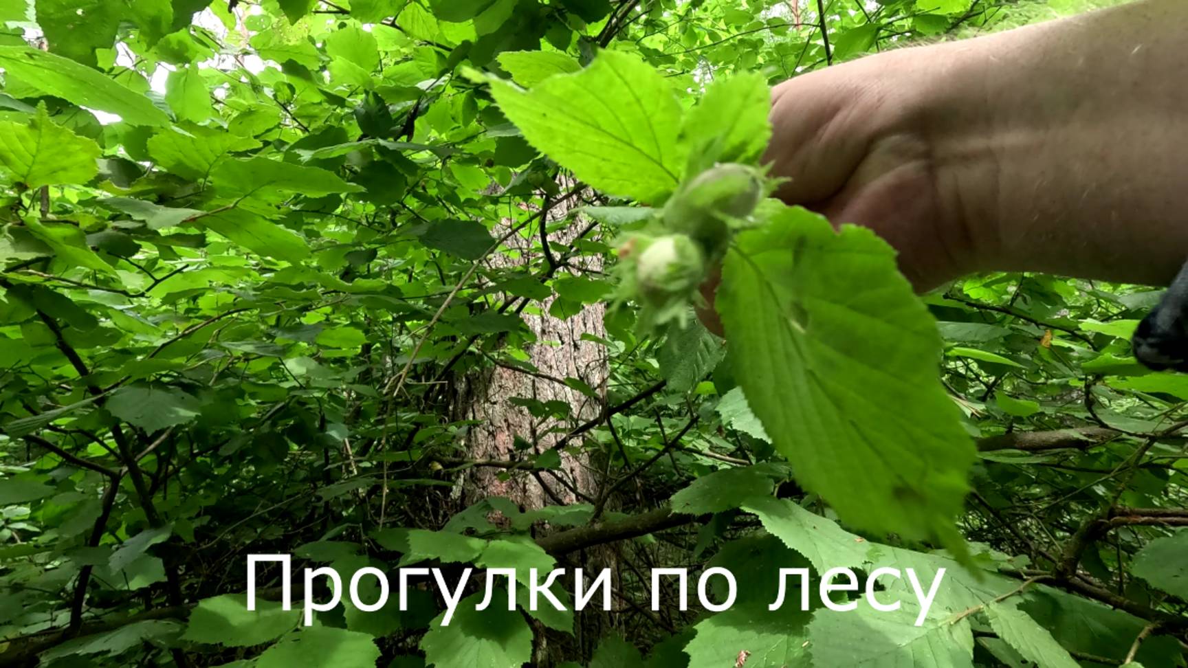 4 июля 2024. Эту неделю грибы есть. Орешник с орехами. Подосиновиков нет.