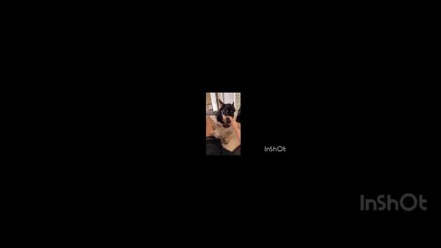 scene_output.mp4