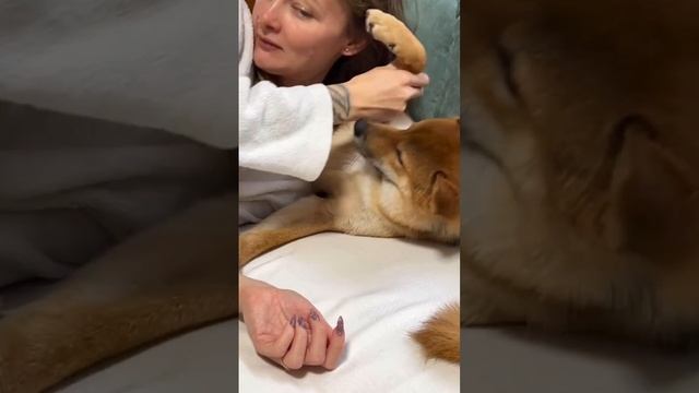 Коротко о моих отношениях с Йоши🩵