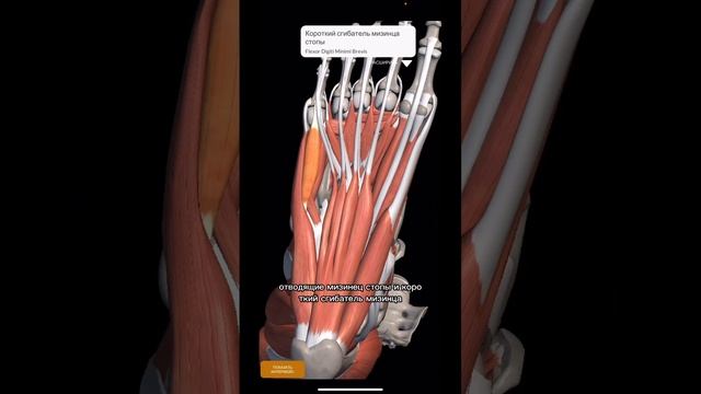 ШПАРГАЛКА.Миология.СТОПА#anatomy #shorts