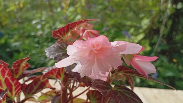 Бегония Беллекония Лайт Пинк(Begonia Belleconia Light Pink)