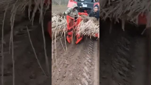 Посадка смородины черной посадочной машиной/Planting currants with a black planting machine #shorts