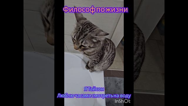 В мире животных
