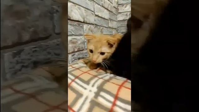 Давно я не показывала наших деток, Лёву и Наоми 🐈❤️🐈
Совсем скоро наши детки разъедутся по своим с