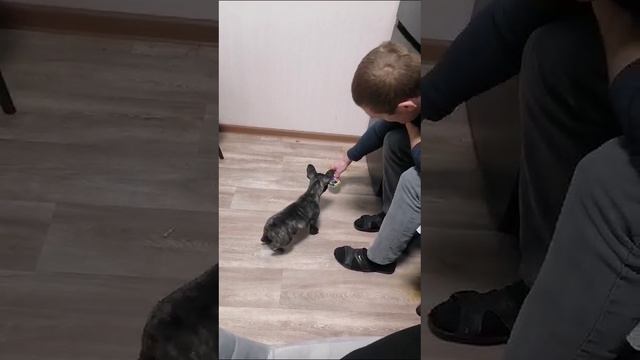 собачка
