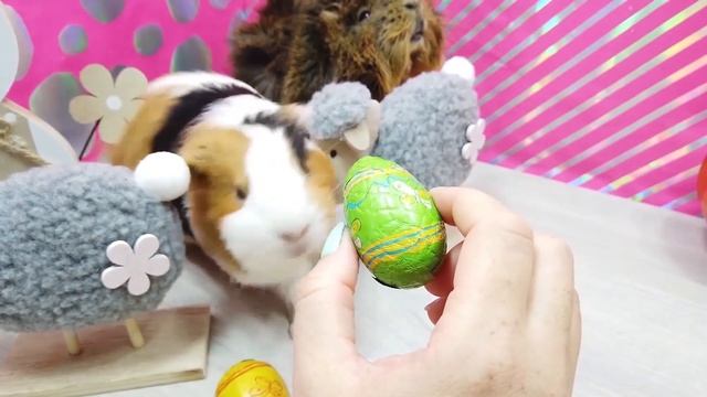 Морская свинка Бузя: Among Us из Шоколада и Варим Шоколадный Суп - Сможем Ли Сделать?