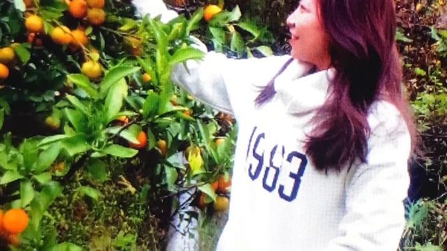 The Tree Of Mandarin Orange/Puno Ng Dala dan Fruits//Puno Ng Mikan