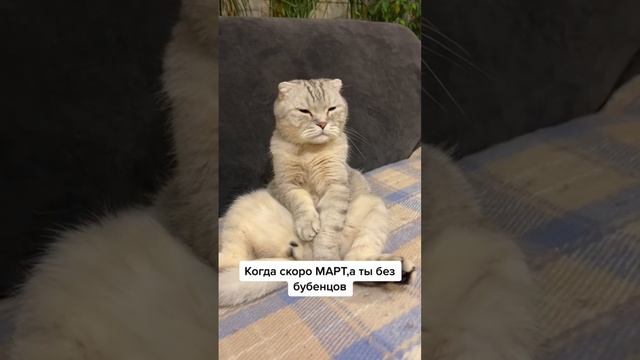 Скоро март🤣котики