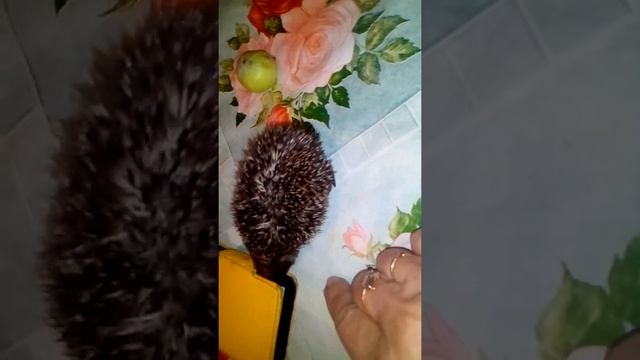 Ёжик мамку потерял , так жалко !!!