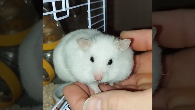 Белый хомяк защекан