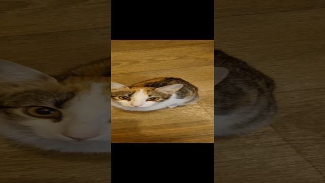 1000147154.mp4