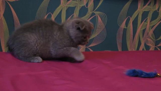шотландские котята. ПРОДАЖА!
