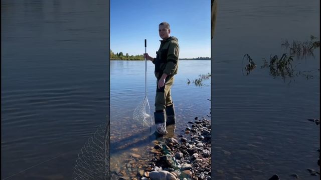 Щука сама заходит в подсак