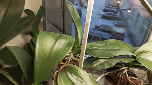 "Тетрис" из орхидей и планы на этот подоконник.