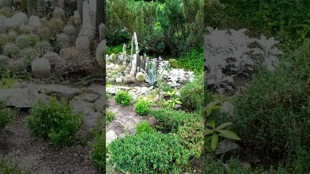 Кактусы в ботаническом саду.