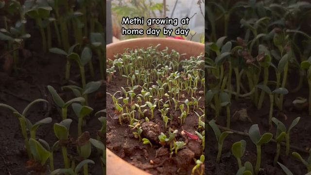 Methi plant growing at home #methi #plants #gardening #fenugreek #how #shorts