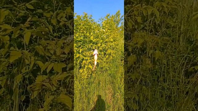 Микроджиг. Спиннинг. Лето. Рыбалка на канале имени Москвы