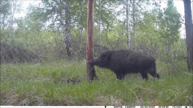 Кабан и _Волшебное Дерево_. Wildschwein und der _ Zauberbaum_..mp4