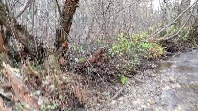 Икромёт в приамурье.