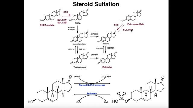 Sulfation of Steroids by Sulfotransferases [DHEA & Estrone]