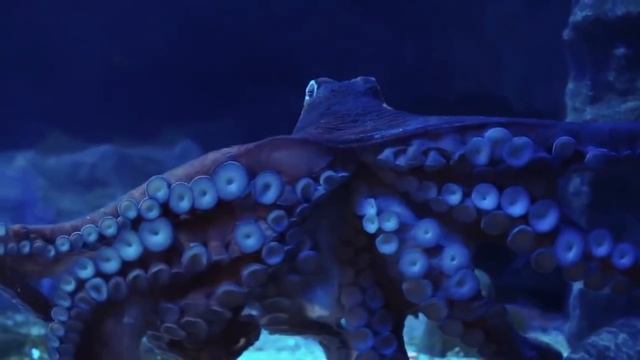 10 Of The Biggest Sea Monsters Ever Caught!