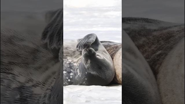 Тюлени Уэдделла используют свои передние ласты как руки