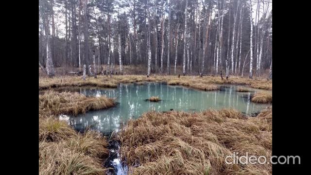 урочище "ЧИСТОЕ БОЛОТО"