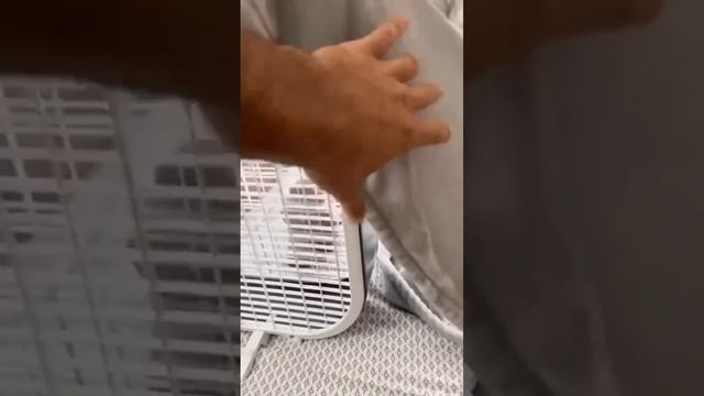 Наши хвостатые