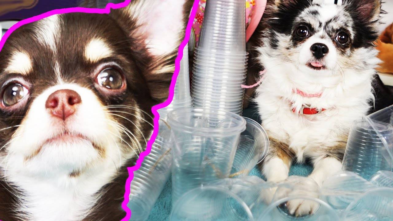 DIY Игровая для собаки и кошки из стаканчиков, дрессировка щенка, собака играет