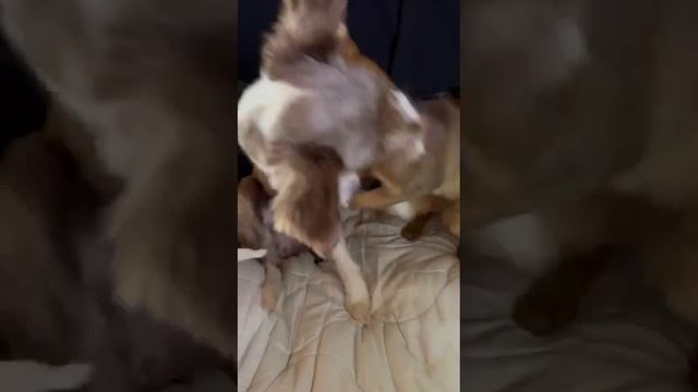 1000020435.mp4