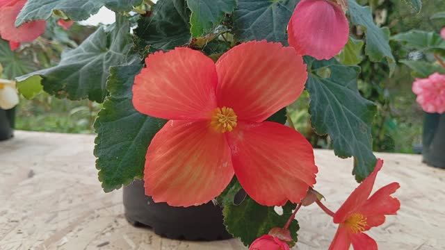 Бегония Иллюминэйшн Голден  Пикоти(Begonia Illumination Golden Picotee)