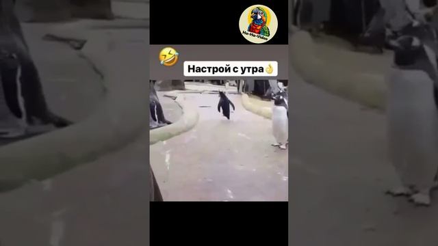 Животные - Отличное утро