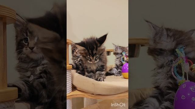 котик Мейн-кун 1 мес.
