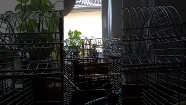 Аскет на связи .СТРИМ